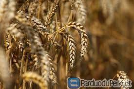 Superkame Grūdus Geriausia kaina