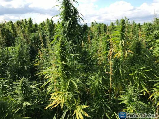 Superkame kanapių sėklas nuo lauko