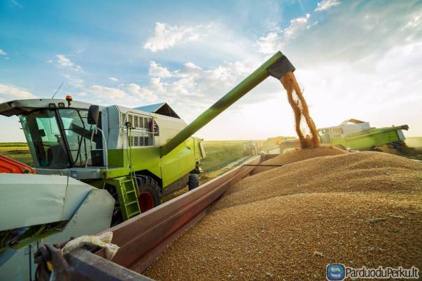 superku nekondicinius kviečius