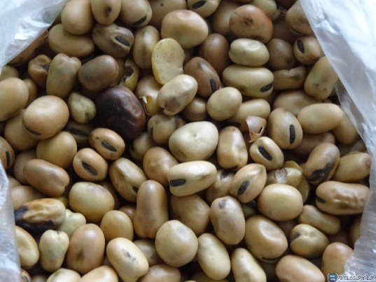 Superku pupas,žirnius,miežius,kvietrugius.