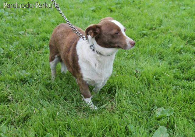 Tera labai laukia namų