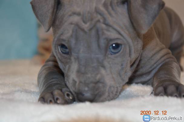 Thai Ridgeback Dog su kilmės dokumentais
