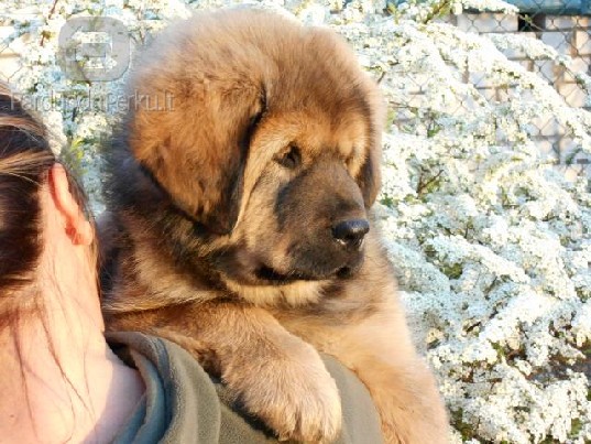 Tibeto mastifo suniukai