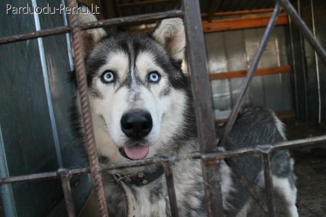 Tik atsakingų šeimininkų