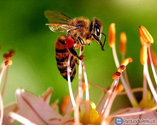 Tikras medus  ne tik maistas - bet ir vaistas !