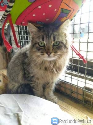 Tonga (sterilizuota, paskiepyta)