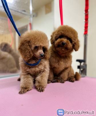 Toy pudeliai