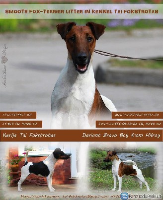 Trumpaplaukių foksterjerų šuniukai