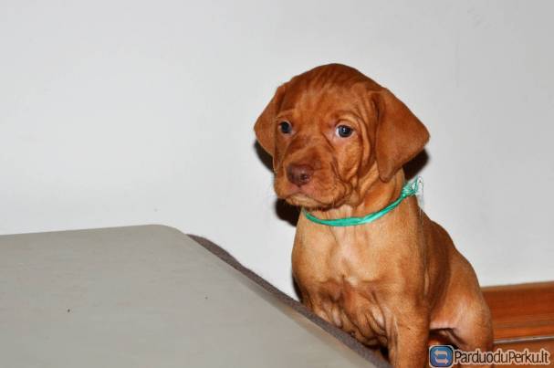 Trumpaplaukiai vengrų vižlai. Turime šuniukų!