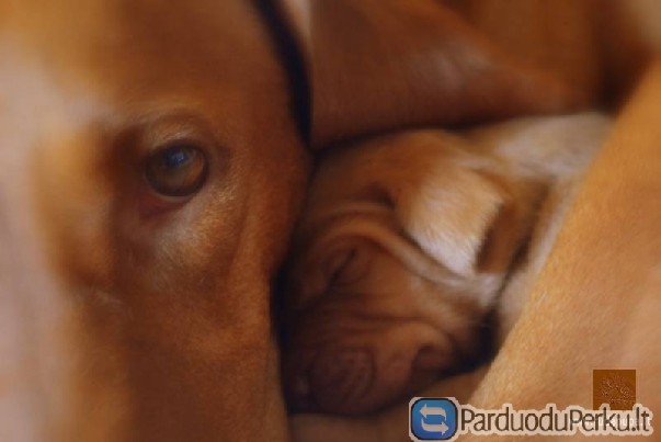 Trumpaplaukiai vengrų vižlai