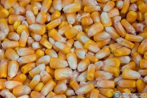 Kukurūzai iš Ukrainos