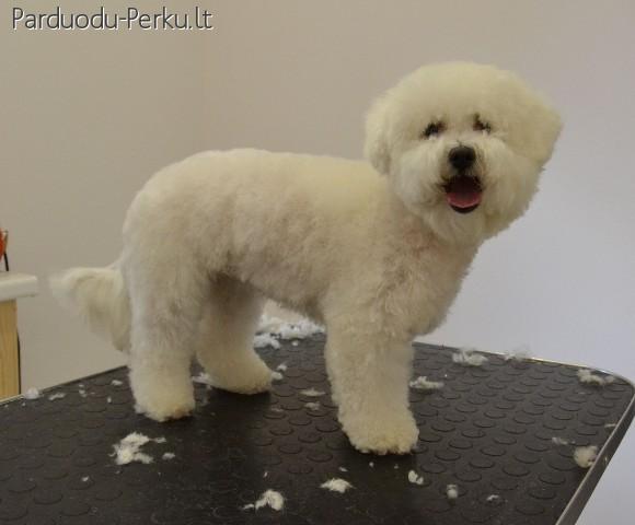 ŠUNŲ IR KAČIŲ KIRPIMAS KIRPYKLOJE ŽVĖRYNE