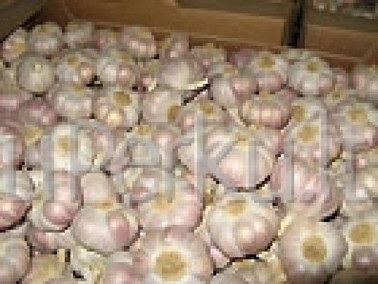 Vasariniai česnakai