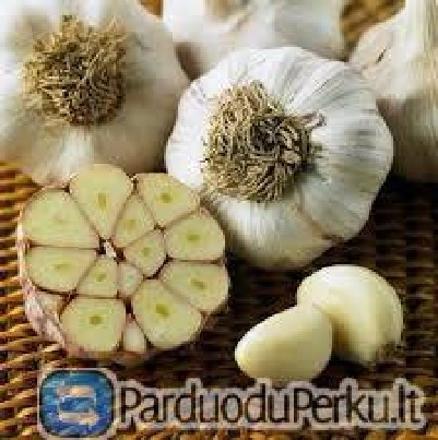 Vasariniai česnakai