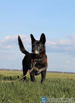 Vedas, ex Vidgiriukas (kastruotas, paskiepytas)