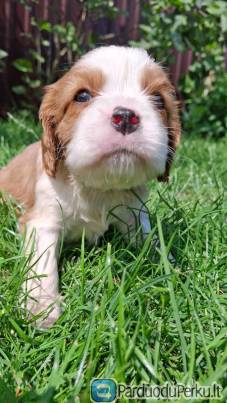 Veislės grynakraujai Kavalieriaus Karaliaus Karolio Spanielių šuniukai