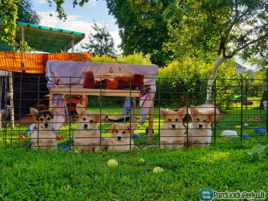 Veislynas "Protėvių šauksmas"