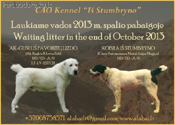 Vidurinės Azijos aviganių šuniukai!