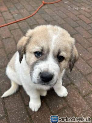 Vidurio azijos aviganių jaunikliai