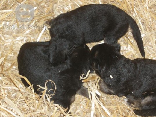 Vokiečių aviganių veislynas ,,Iš Pakiršinio"