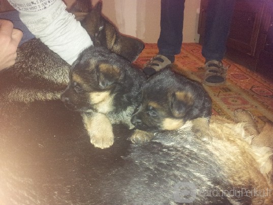 Vokiečių aviganių veislynas ,,Iš Pakiršinio"