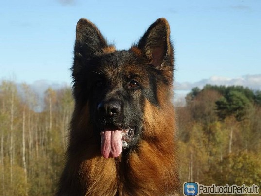 Vokiečių aviganiai Čempiono vaikai! Ilgaplaukai !