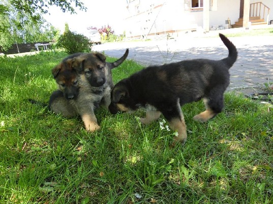 Vokiečių aviganiukai, patinas ir patelė, mėnesio amžiaus