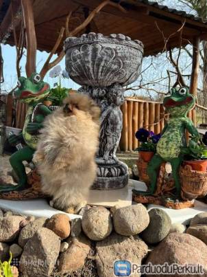 Vokiečių nykštukiniai špicai