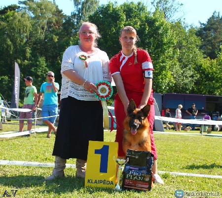 Vokieciu aviganiu suniukai su kilmes dokumentais