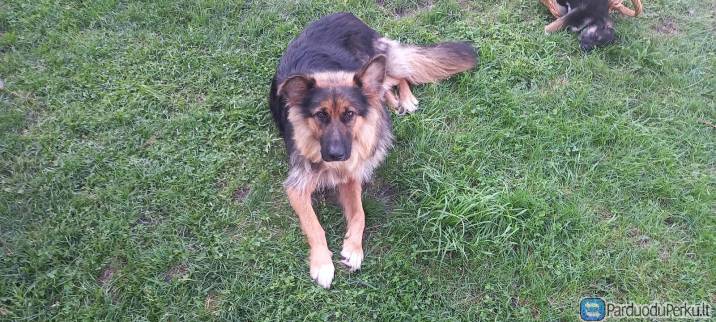 Vokieciu aviganiu suniukas