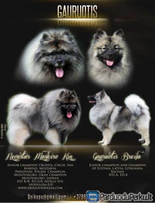 Volfšpicai/keeshondai