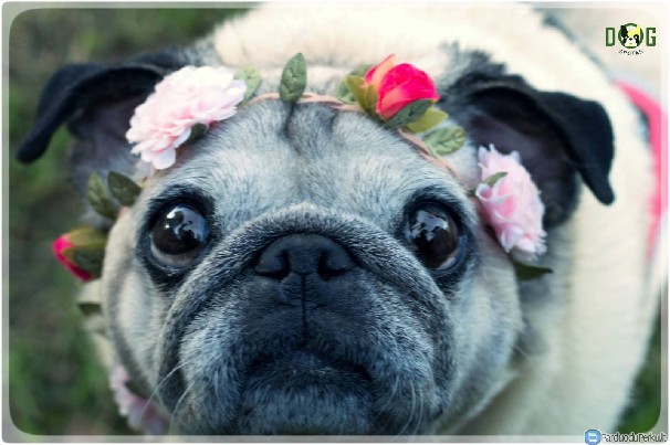 VšĮ „Dogspotas“ Dovanojama nuostabioji Vyšnia