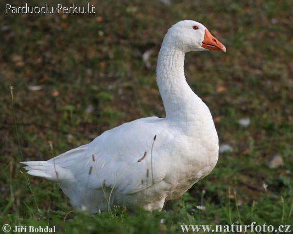 ZASIENA, ANTIENA, OZKIENA, KALAKUTIENA, TRIUSIENA is kaimo