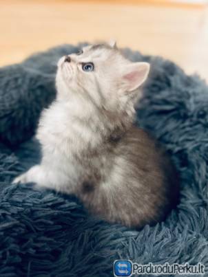 Zavingi himalayan / persu chinchilla kaciukai iesko nauju namu