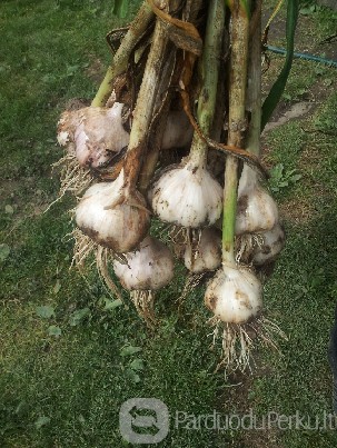 zieminiai 2014 metu cesnakai 6lt uz kg.