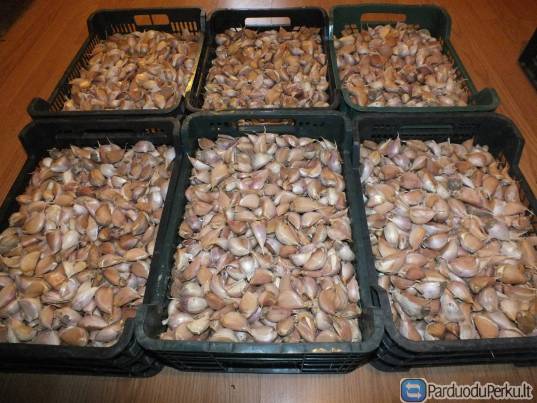 Žieminiai česnakai