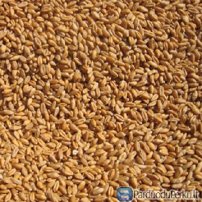 Žieminiai kviečiai (SKAGEN)