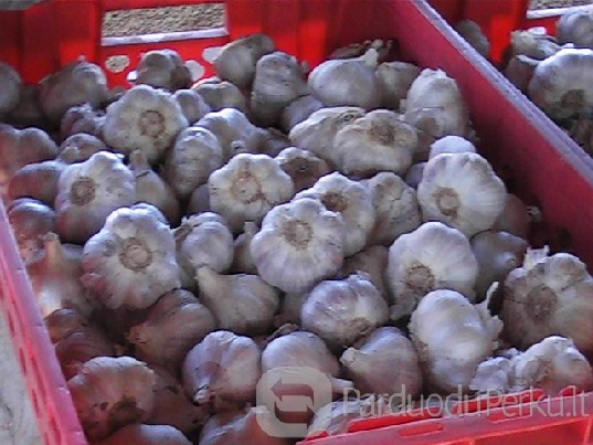 Žieminiu česnaku pynės