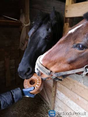 100% natūralūs laižalai žirgams