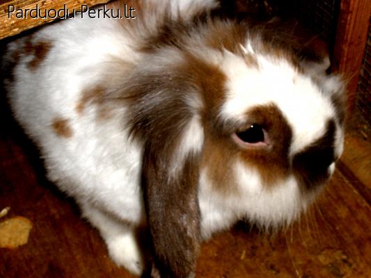 uz simboline kaina dovanojama patele