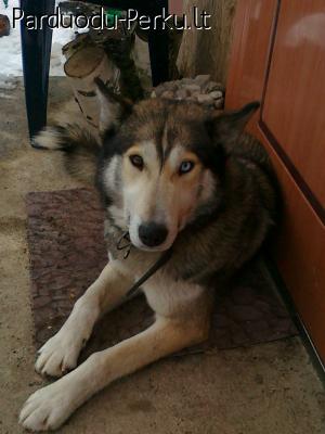 Dovanoju sibiro laika