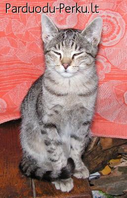 Dovanoju kačiuką