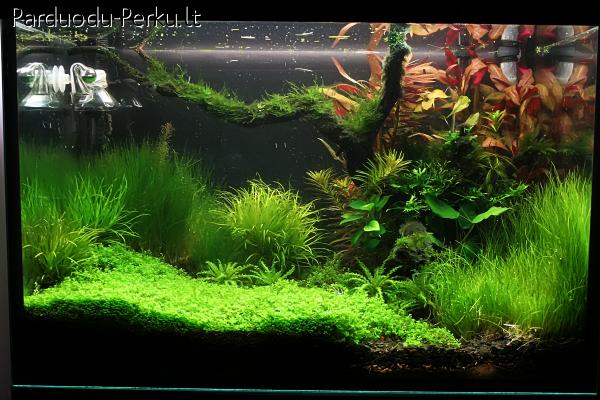 Akvariumai , jų įranga .Pašarai šunims,katėms.