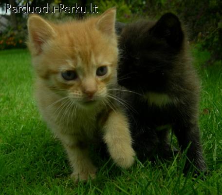 Dovanoju mielus kačiukus