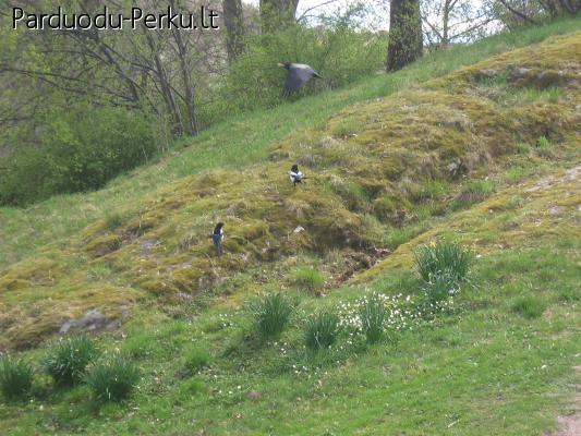 parduodu 16 arų sklypą