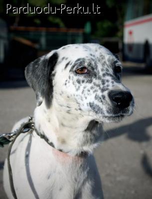 Dovanojama dalmantino misrune