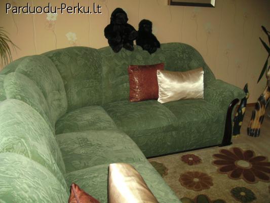 Parduodamas svetainės išskleidžiamas kampas ir fotelis