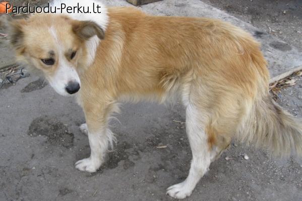 Dovanojamas klajunas