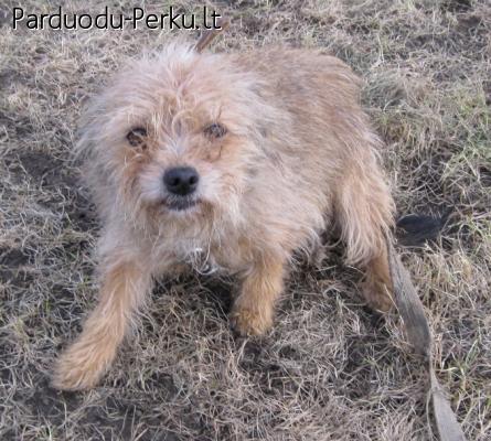 Dovanojama isduota seimininku mazyle