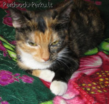 Dovanojama labai meili katyte